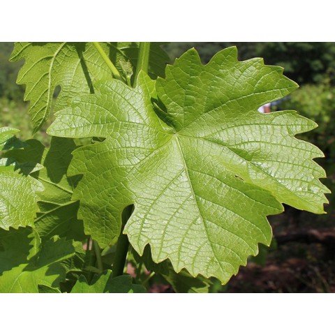 Kahta Asma Yaprağı